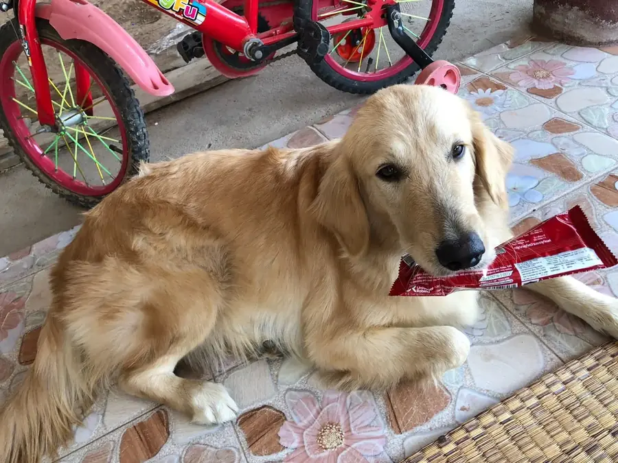 Lisa - this week's featured pup