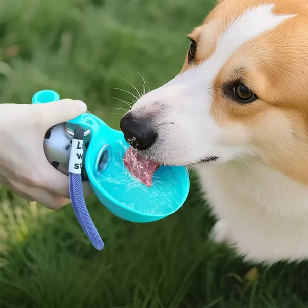 Dog on a walk